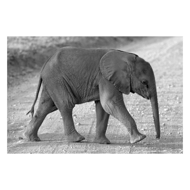 Bébé éléphant