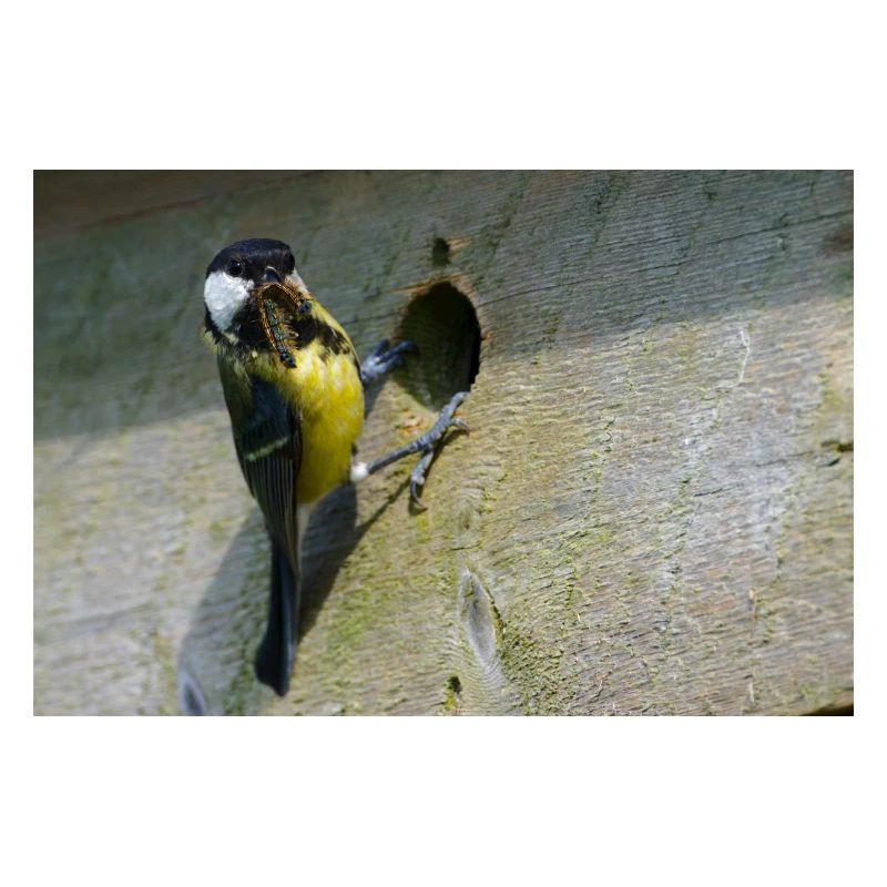 Great Tit Feeding Chicks