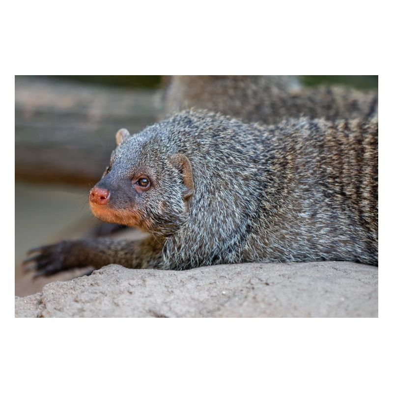 Gebänderte Manguste oder Zebramanguste Zebramanguste