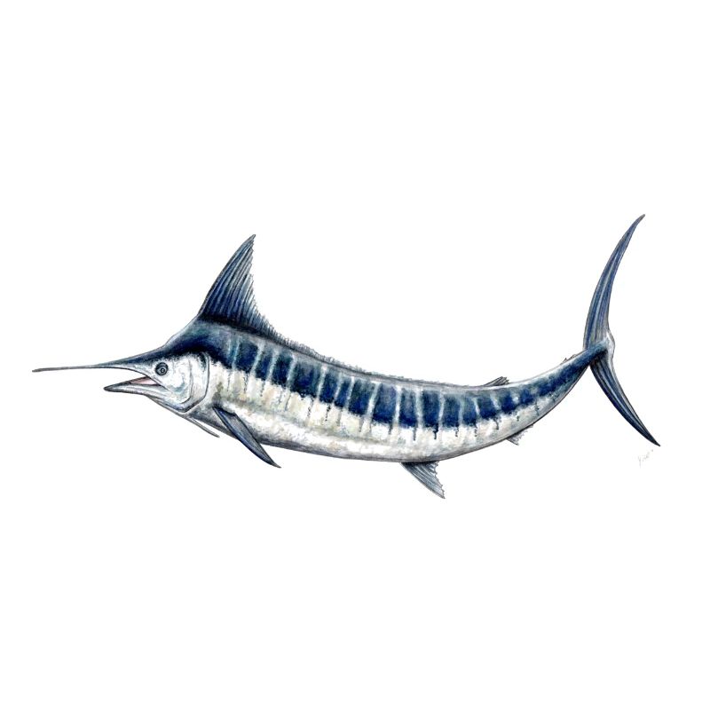 Blue Marlin - marlin bleu - Espadon - Poisson