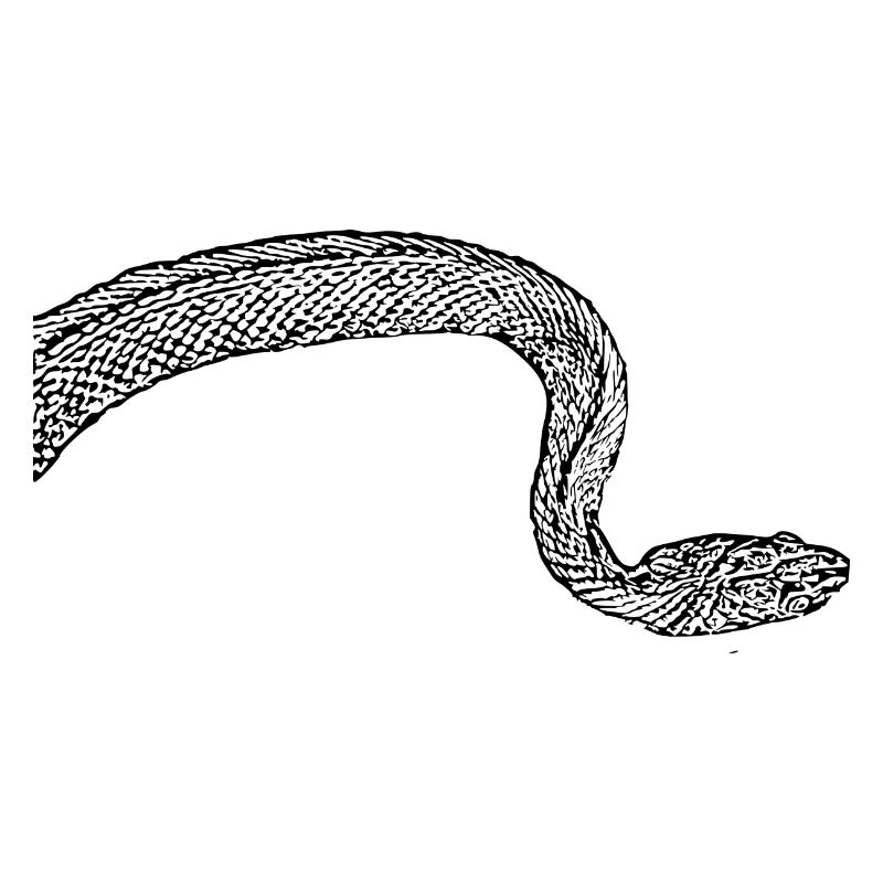 Snake Snakes