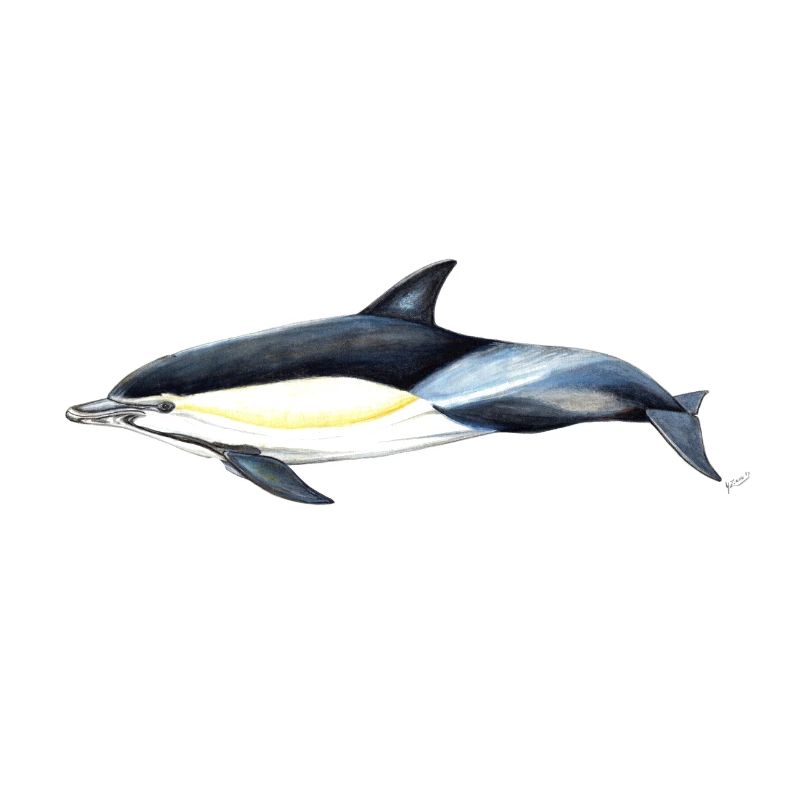 Common dolphin - Common dolphin - Common dolphin