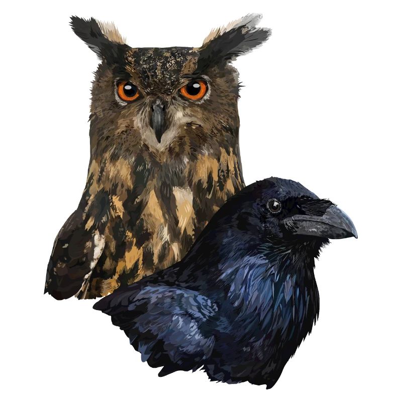 Eule und Krähe