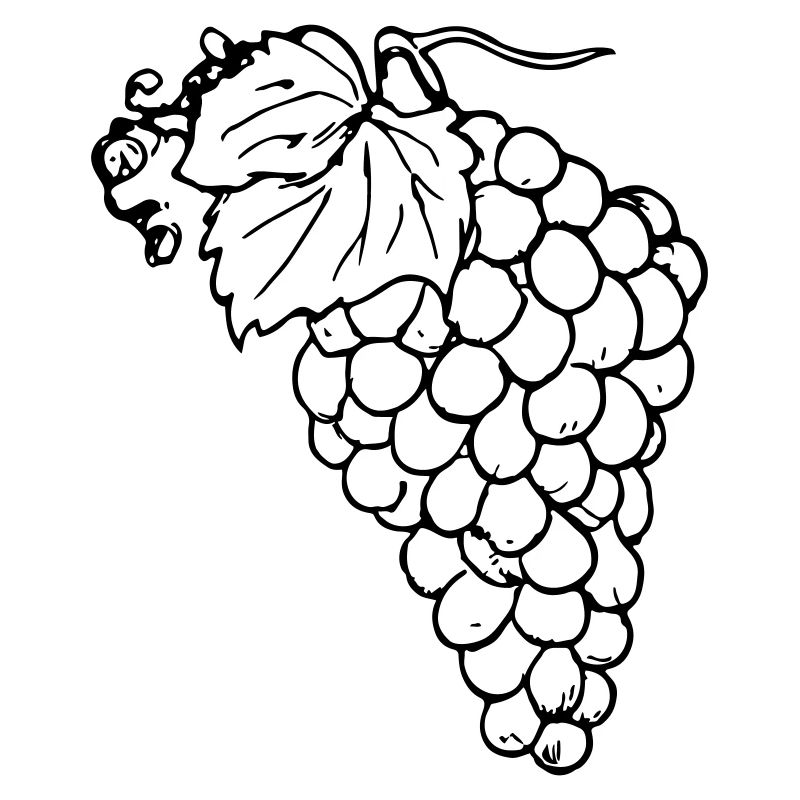 Grape Grapes Illustration Vector Gift Idea