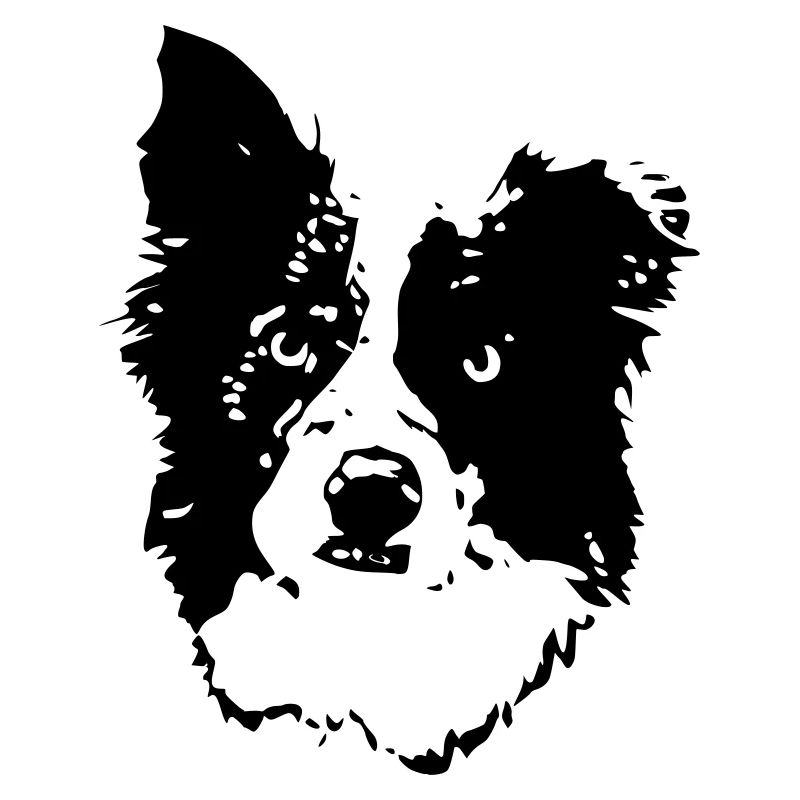 border_collie_benny_cb