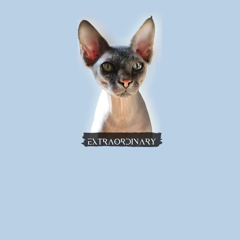 extraordinary Sphinx Katze