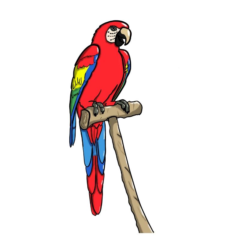 Macaw parrot