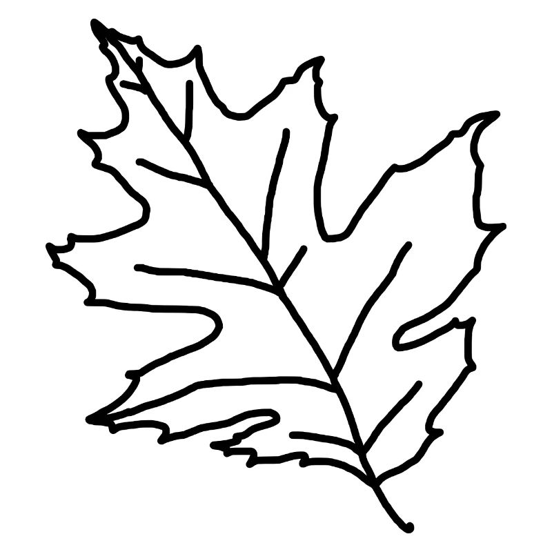 Maple Maple Leaf Maple Leaf Tree Forest Forest