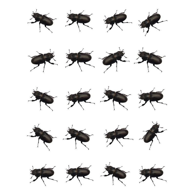 Stag Pattern