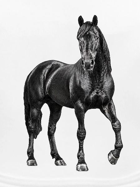 Pferd Hengst