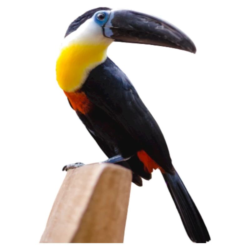oiseaux long bec