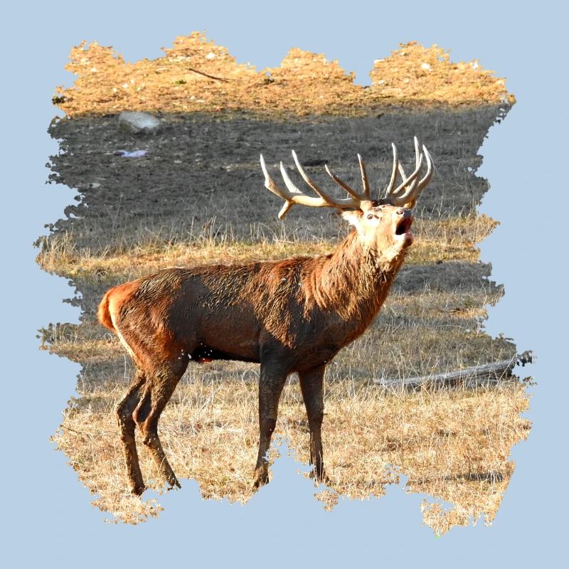 Ein röhrender Hirsch im Spätherbst