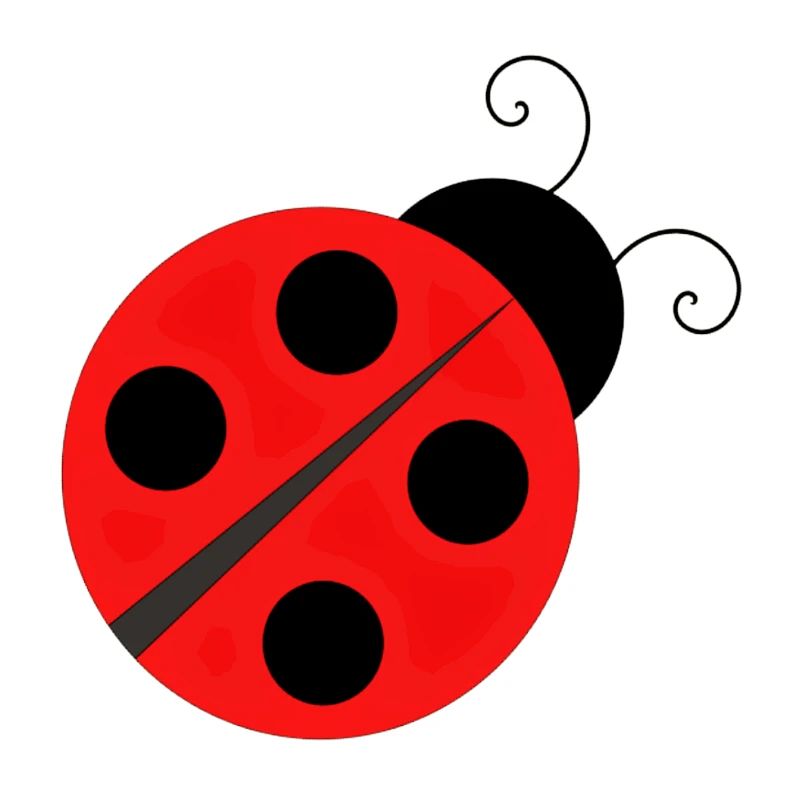 Marienkäfer Ladybird Ladybug