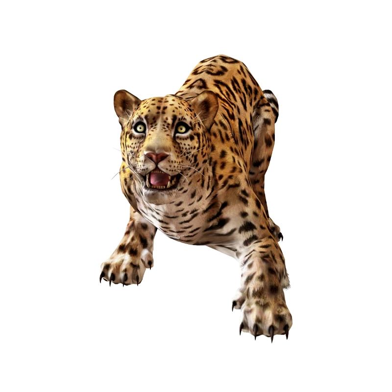 leopard