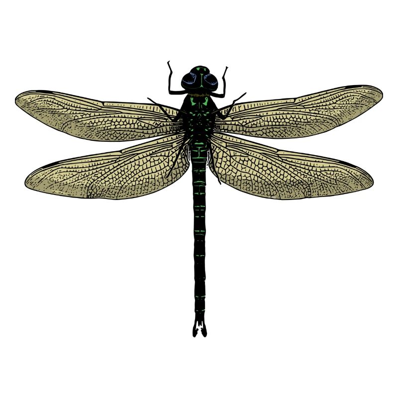 Une libellule - libellule