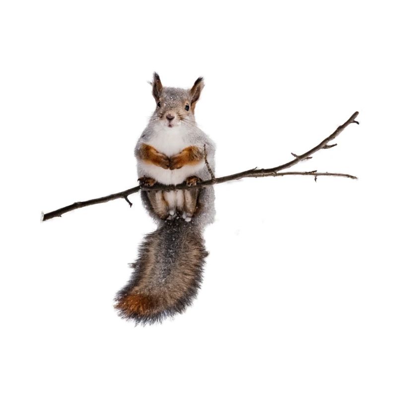 squirrel - Eichhörnchen