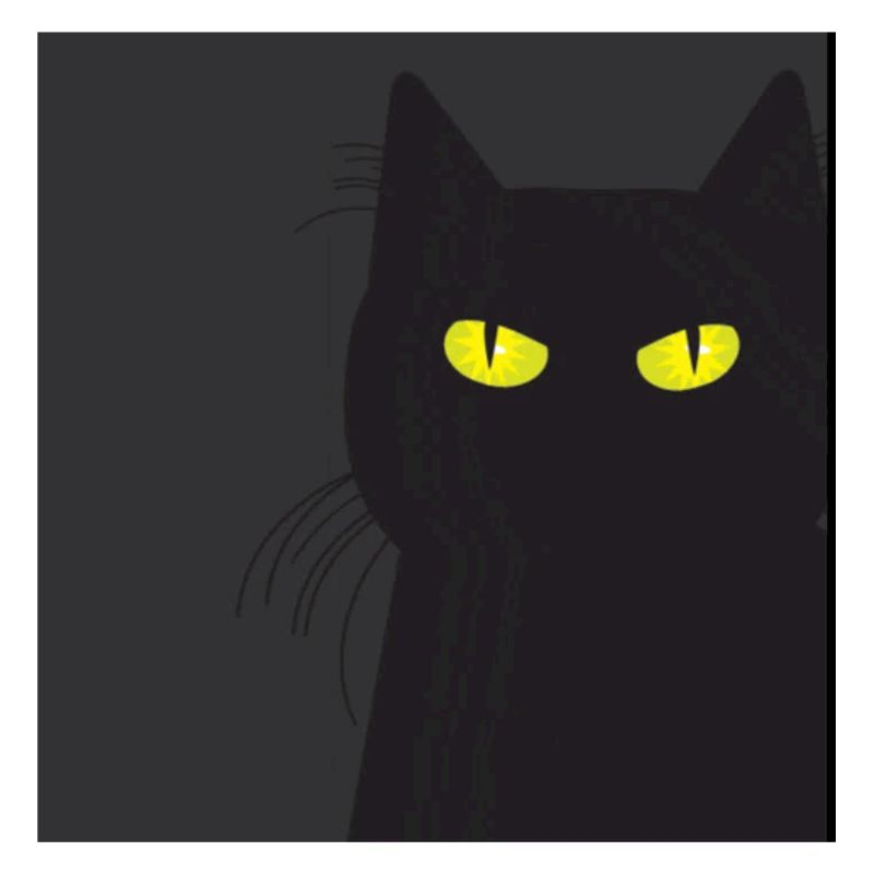 BLACK CAT VOUS REGARDE. Chat qui vous regarde !!