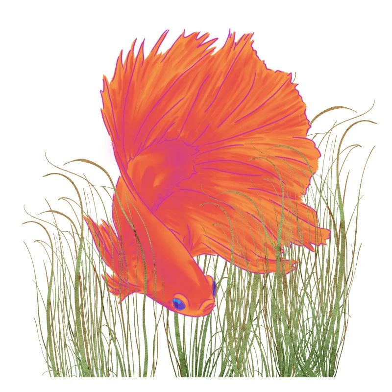 Betta Splendense HM Red