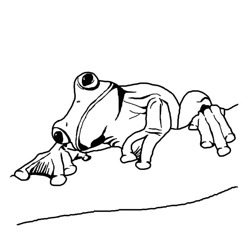 Grenouille