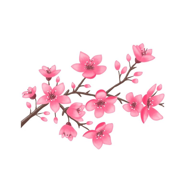 Cherry blossoms
