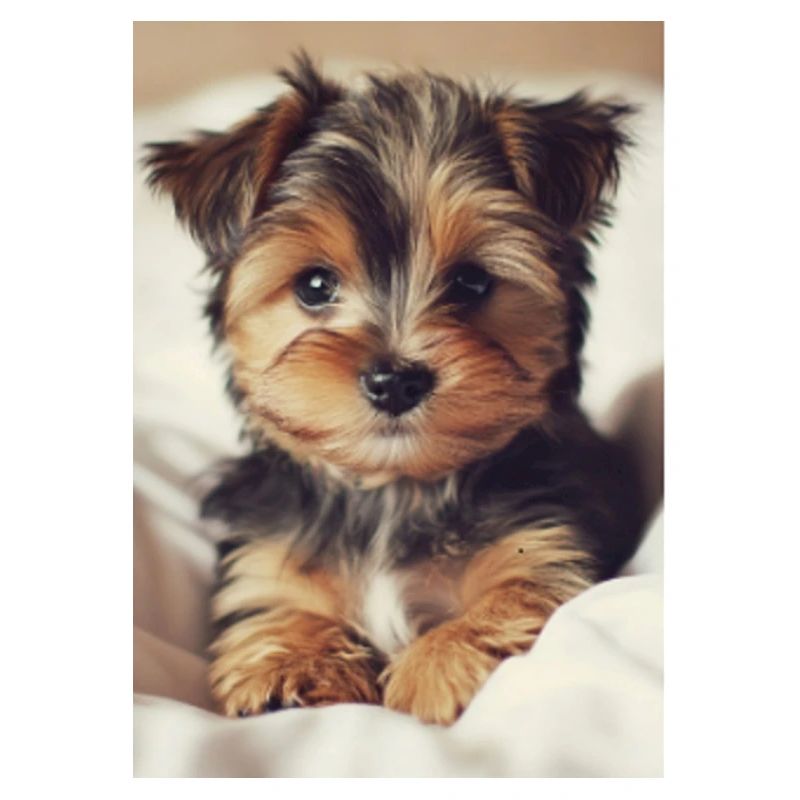 Chiot
