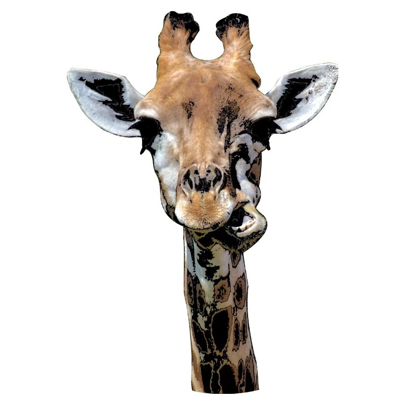 funny giraffe chewing