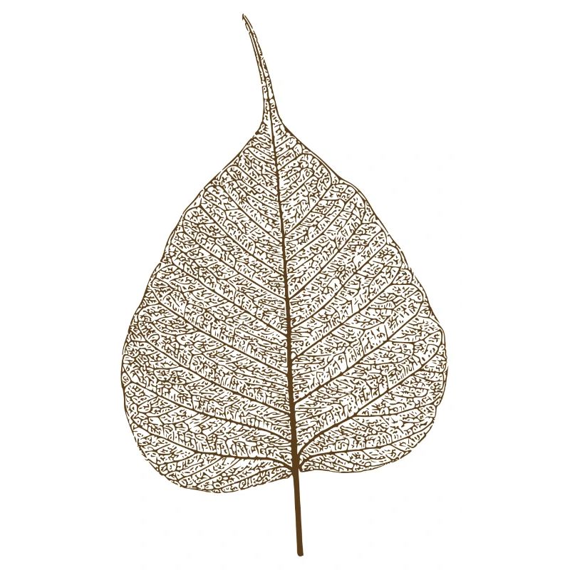 leaf tree forest skeleton pattern nerve love heart