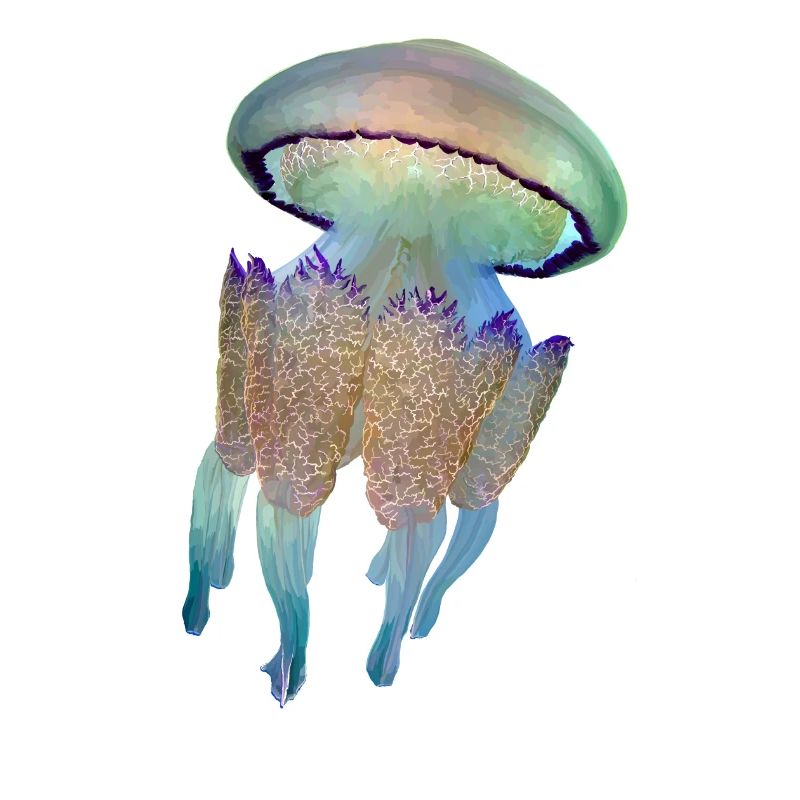 Méduse