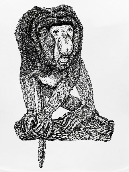 Singe Proboscis