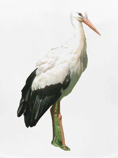 Storch