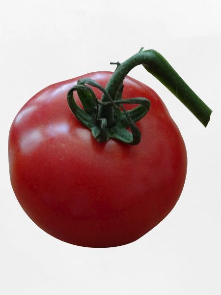 tomate tomate