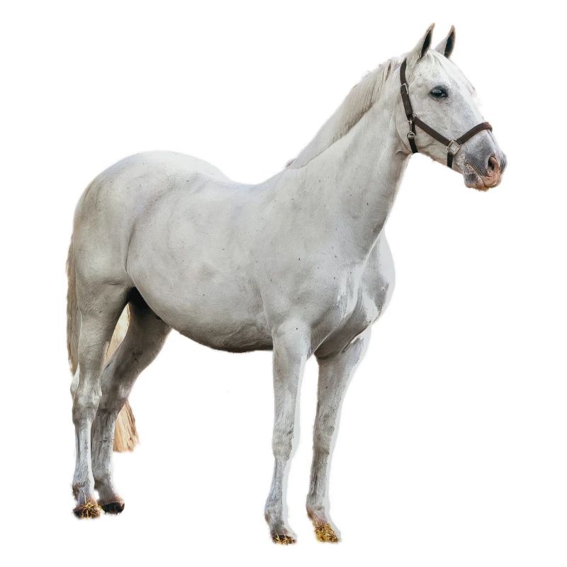 Pferd - Schimmel