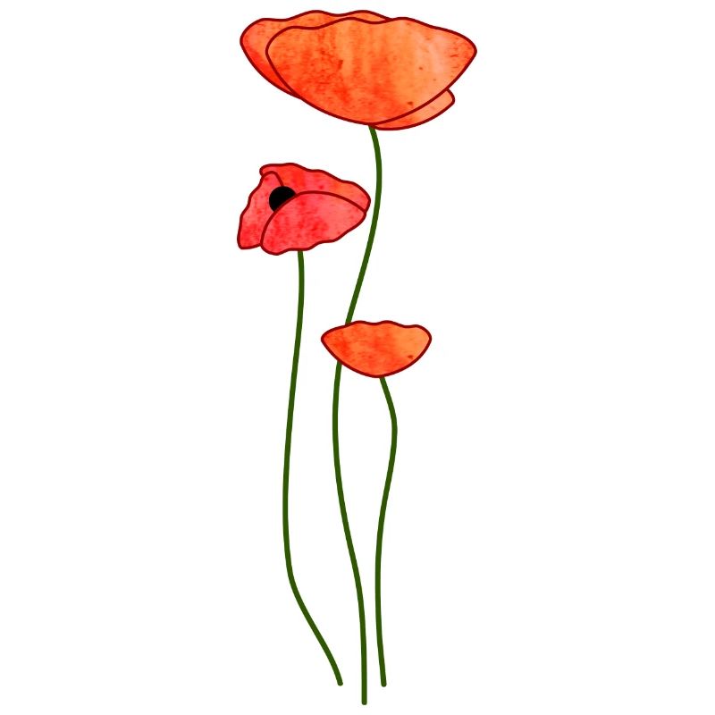 Trois fleurs de pavot