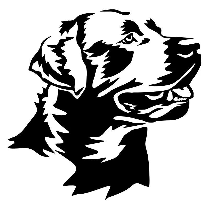 Labrador head