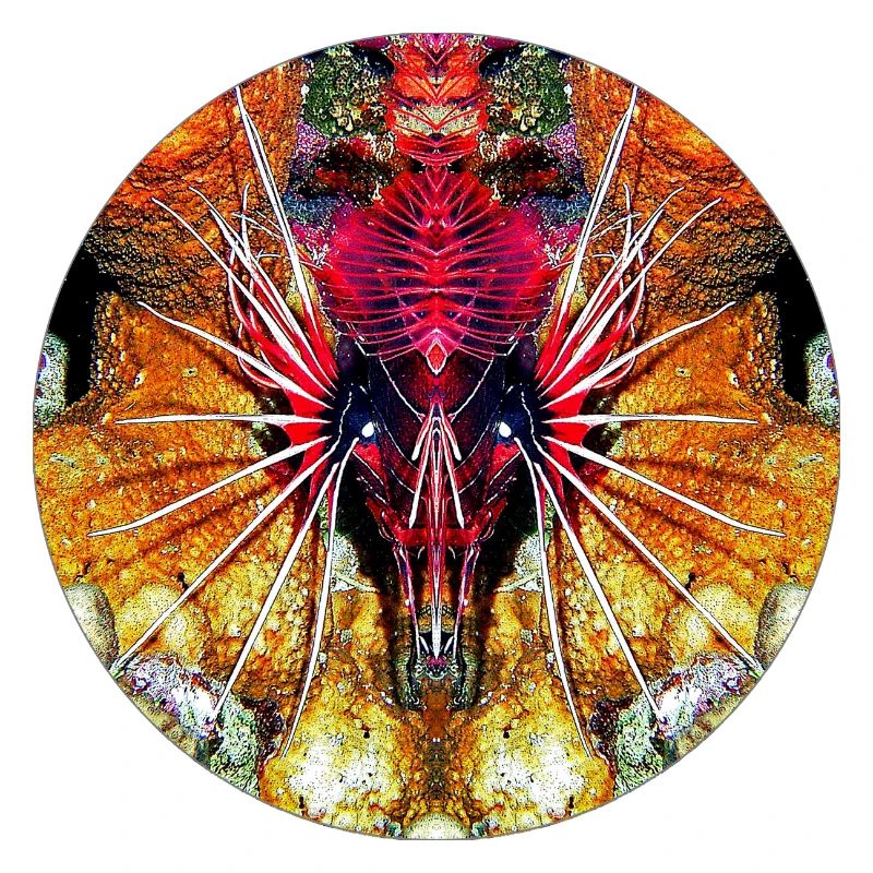 Créatures marines de la nature