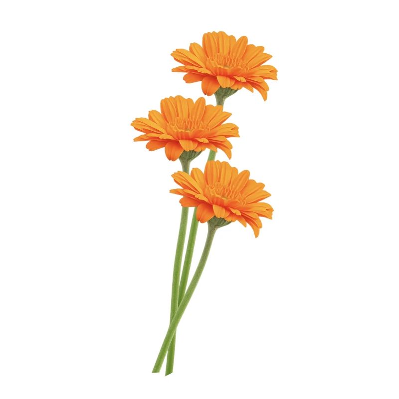 Orangene Gerbera Trio