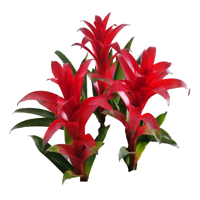 Vibrant_Red_Bromeliads