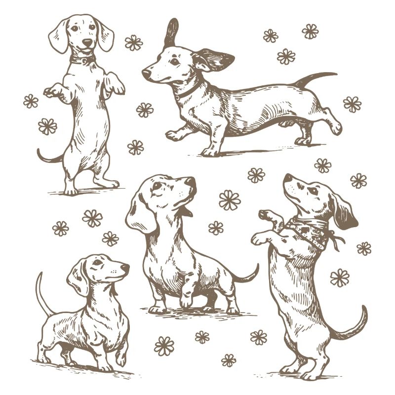 Teckel Teckel Chiens Teckels Teckel Chien teckel Teckel