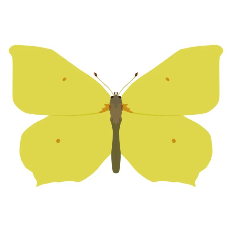 Papillons : Le papillon citron