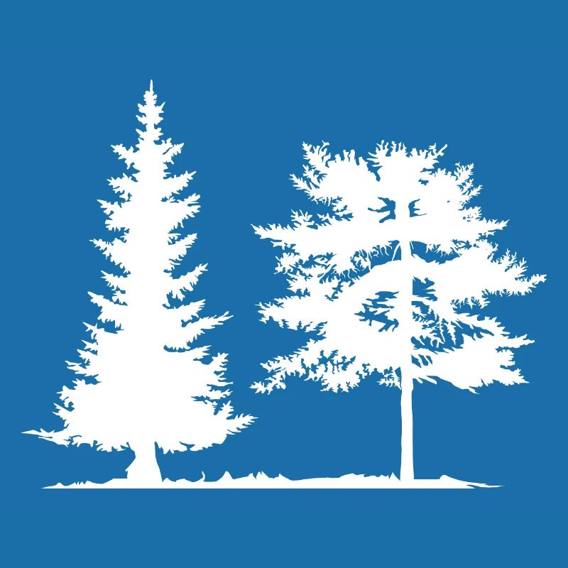 Tree, Spruce, Forest, Camping, Nature, Mixed Forest, Pine