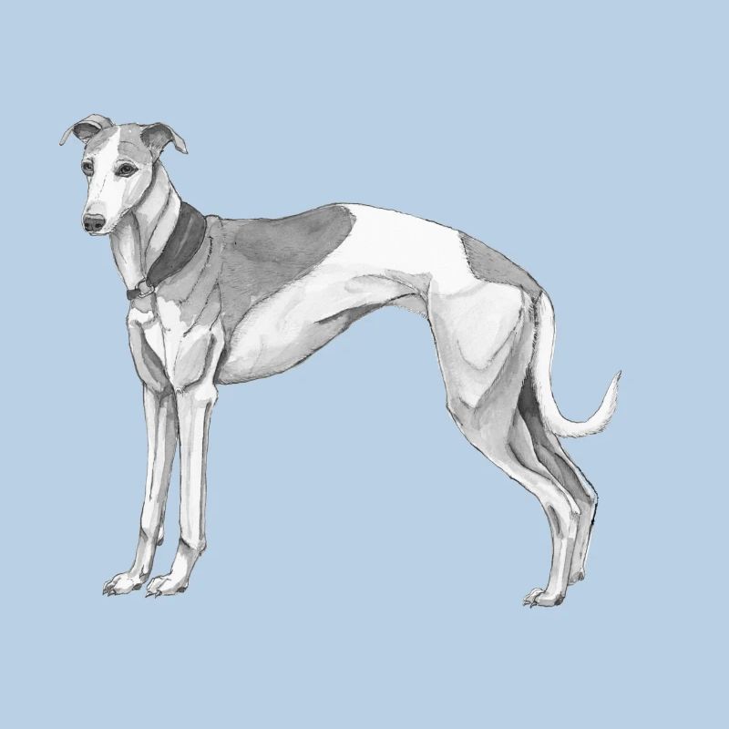 Whippet