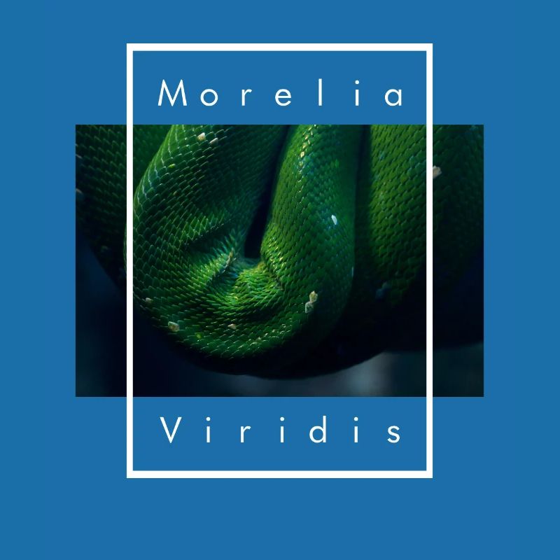 Arbre vert Python Morelia Viridis Serpent