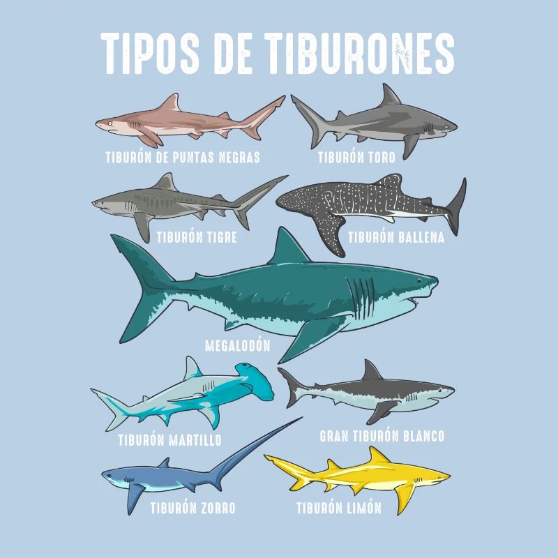 Types de requins Faune marine Océan