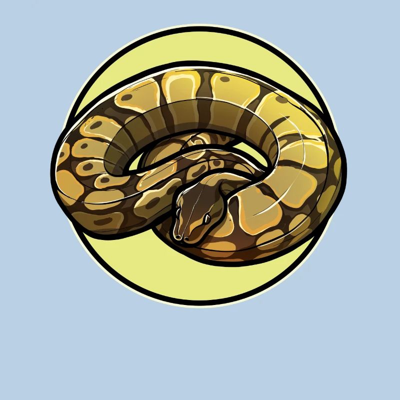 Ball Python Königspythons Königspython