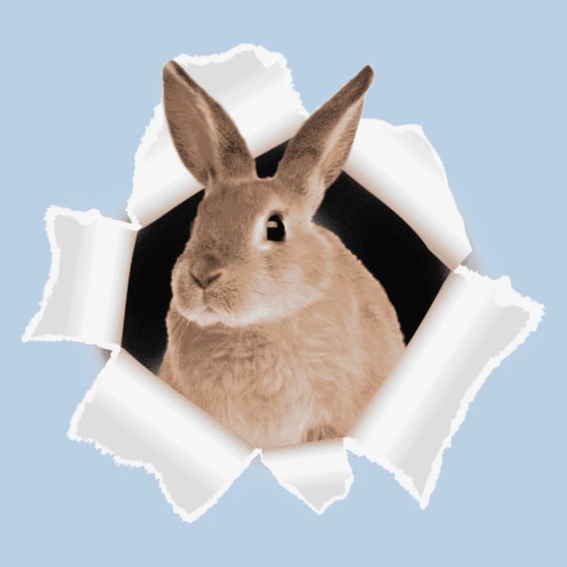Bunny looking through hole
