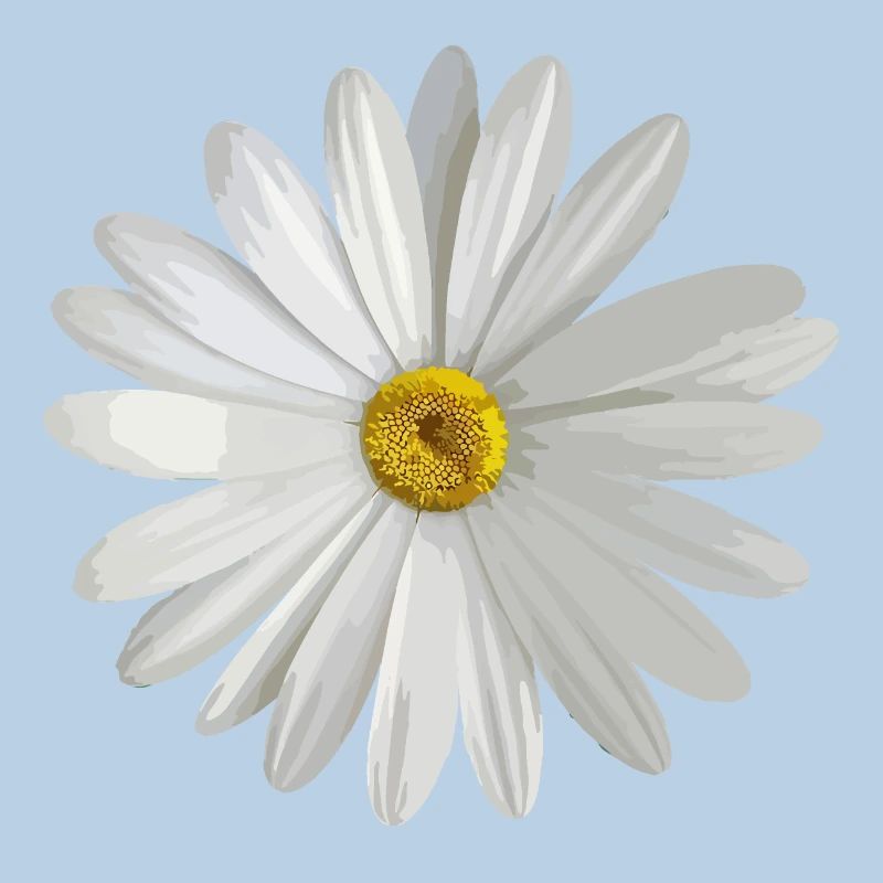 Gänseblümchen