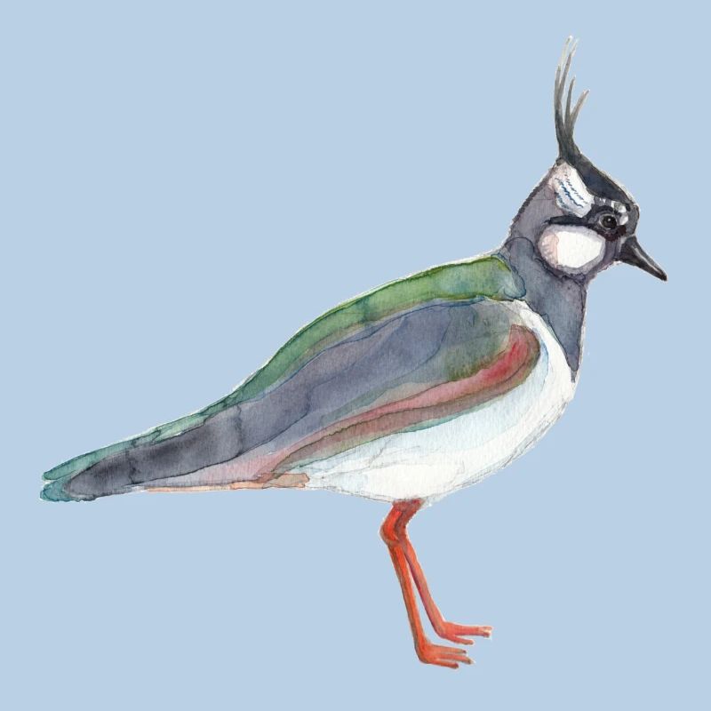 Lapwing