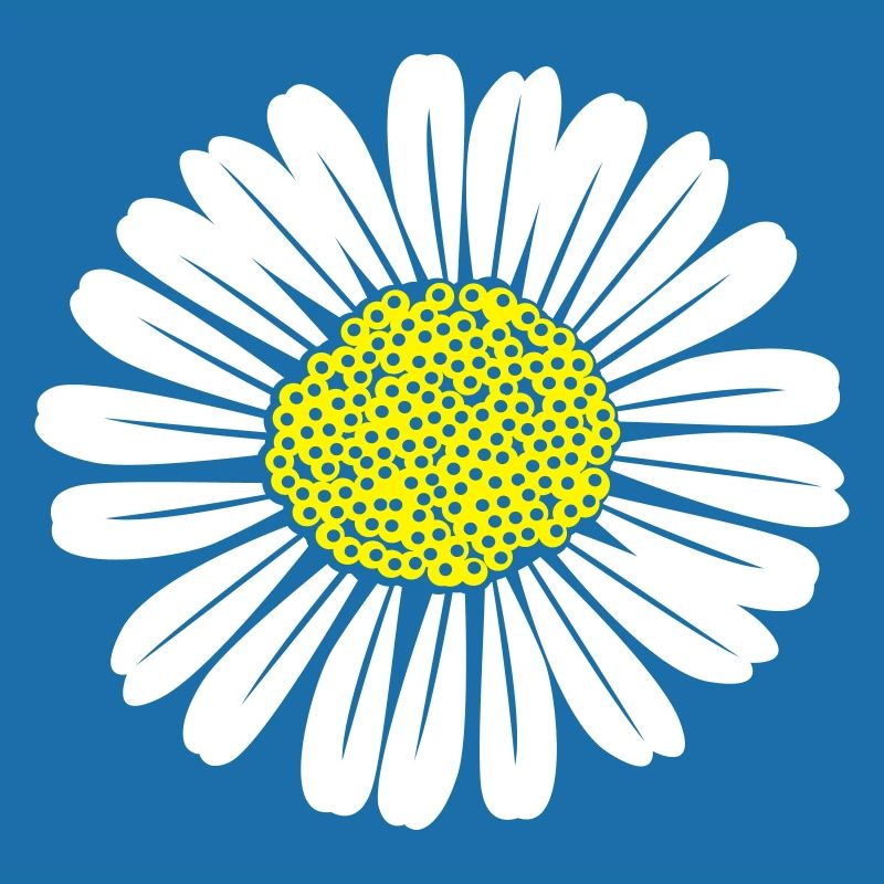 Gänseblümchen