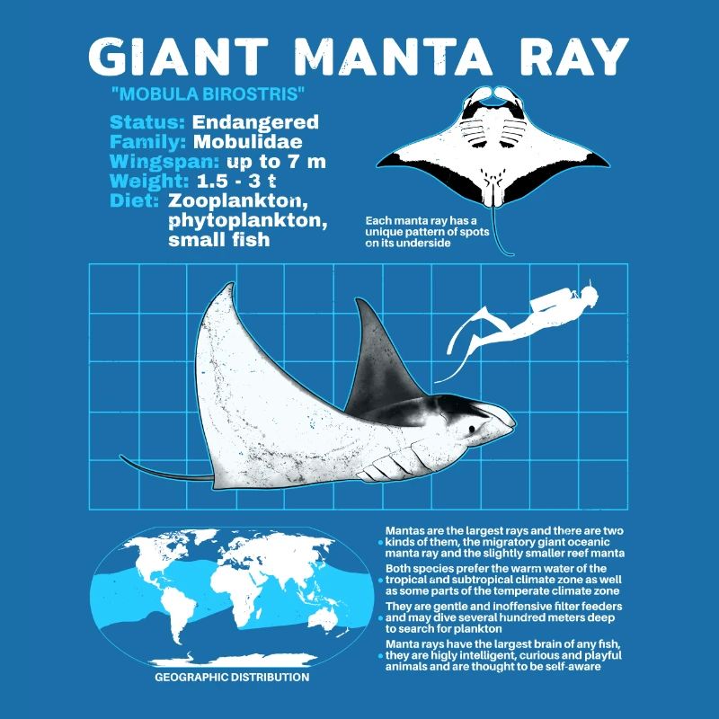 Manta rays Datasheet