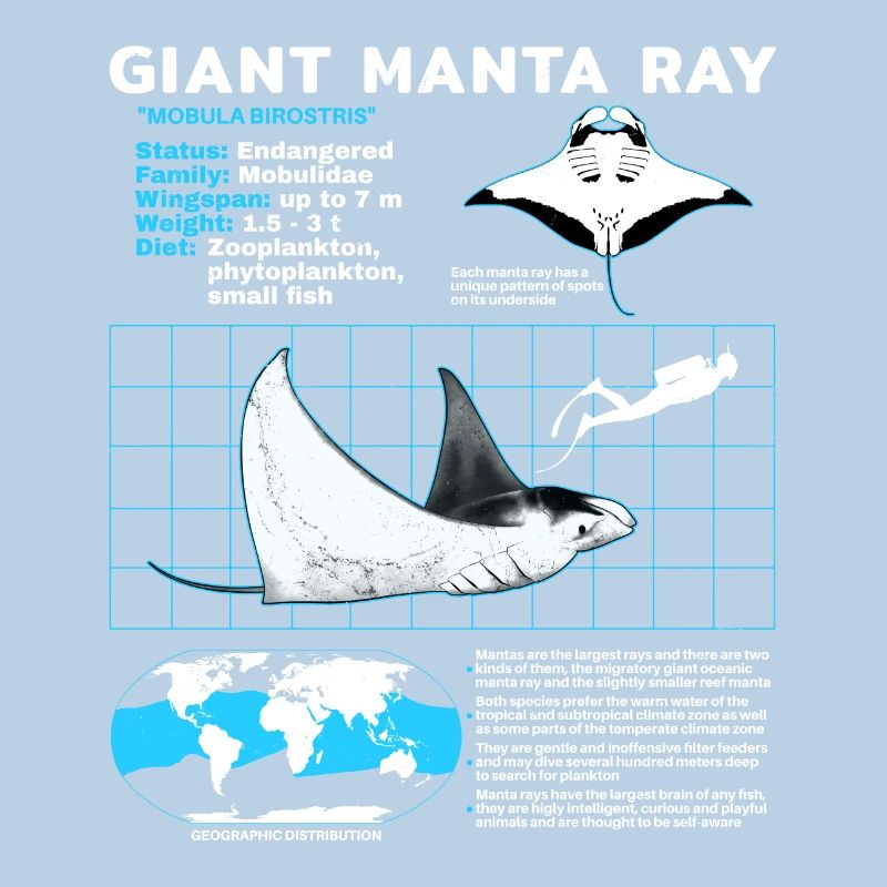 Manta rays Datasheet